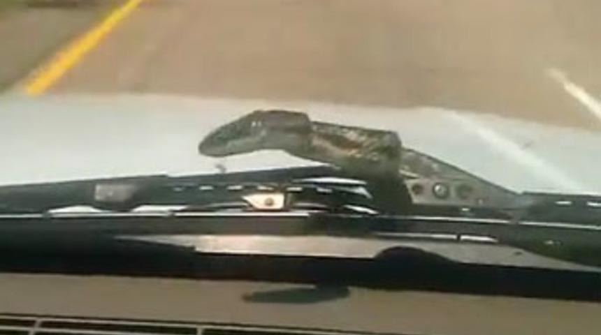 110 km hızda beklenmedik misafir