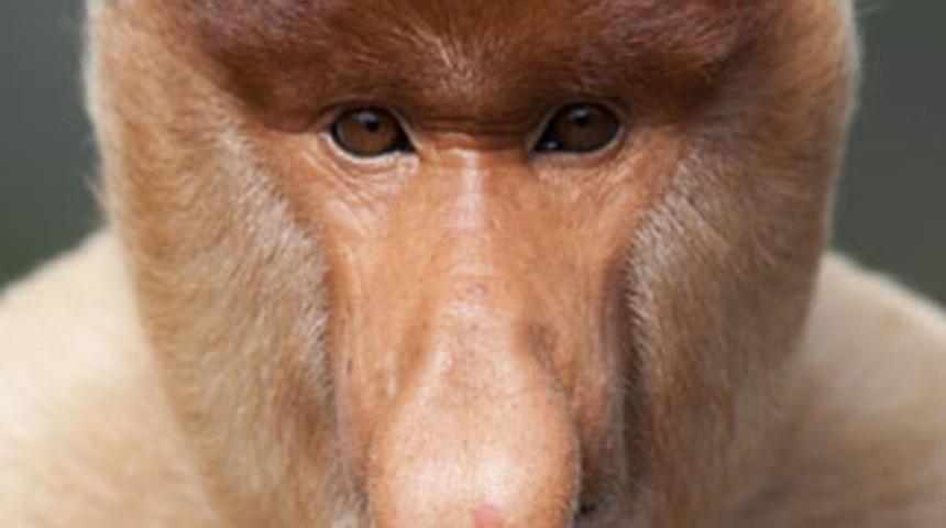 Dünyanın en ilginç hayvan türleri