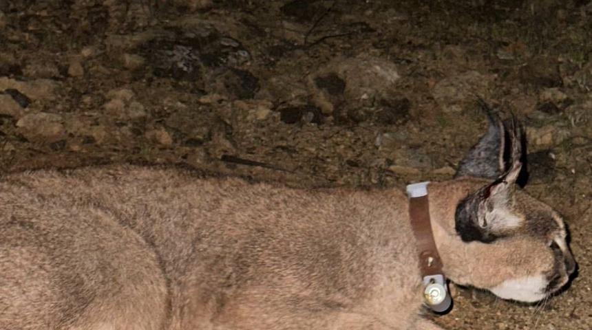 Muğla'da uydu takip cihazı takılan karakulak doğaya salındı