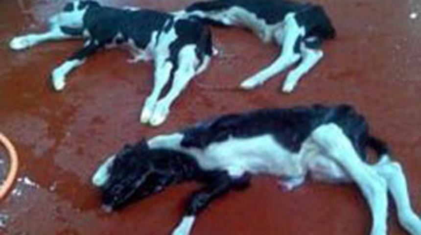 Gebe inekler kesildi, buzağılar &ouml;ld&uuml;