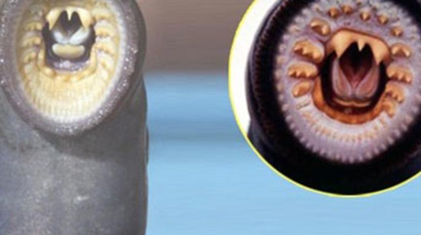 İnsanlığın en son kurbanı