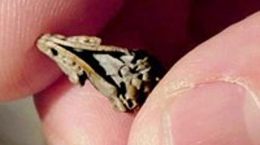 İnsan beyninin sırrı bu fosilde yatıyor