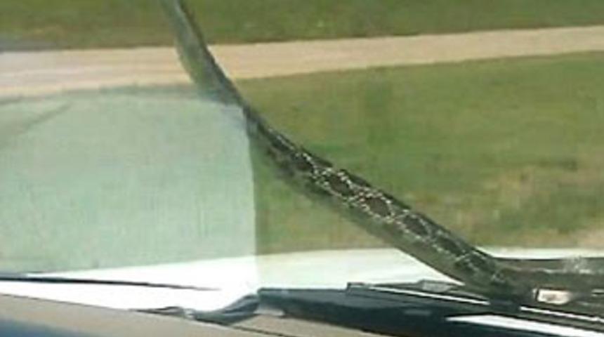 Yılanın araba yolculuğu!