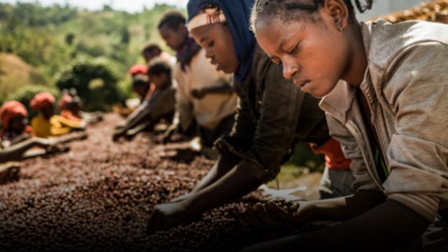 Kahve Çekirdeğinden Gelen Mucize: Mozambik Kahvesi'nin Her Çekirdeği Yağ Yakımı Sağlıyor!