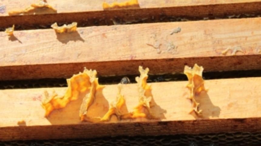 Arı kovanında allah yazısı