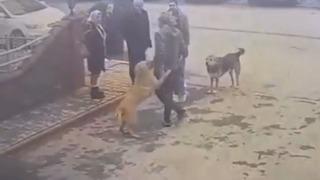 Mahsur kaldığı dereden kurtarılan köpeğin sevgi gösterisi yürekleri ısıttı! O anlar kamerada