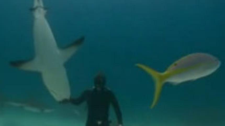 Köpekbalığını maymun etti!