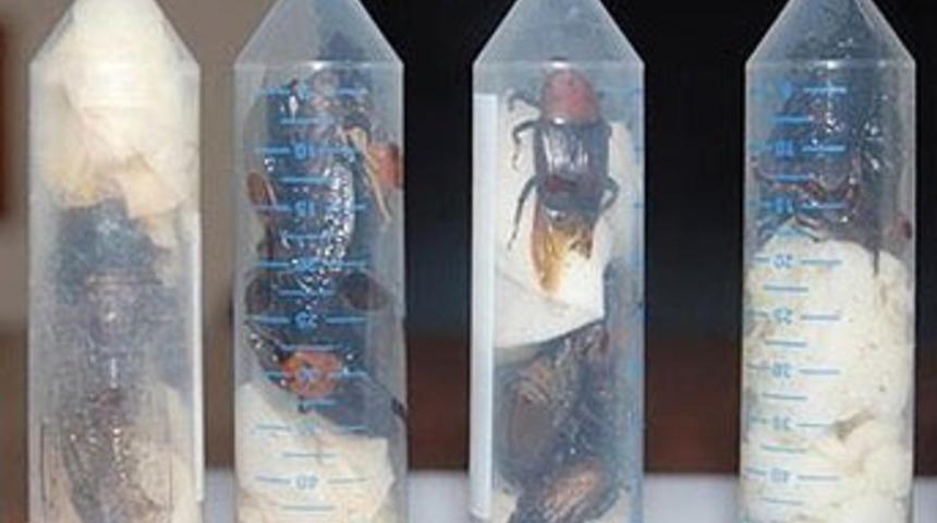 Belek'te esrarengiz olay!