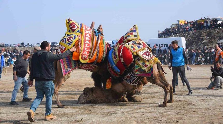Salihli 10. Geleneksel Deve Güreşi Festivali’ne hazır
