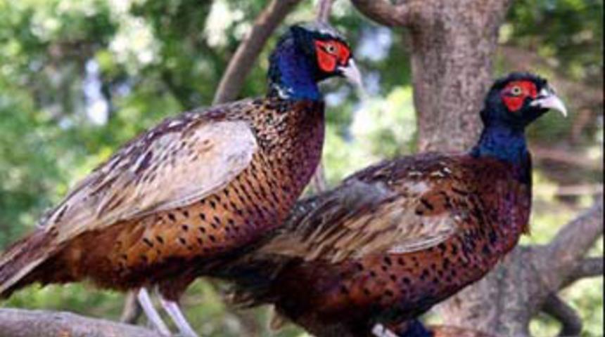 Yavru s&uuml;l&uuml;nlerin &ccedil;ıkışları canlı yayında