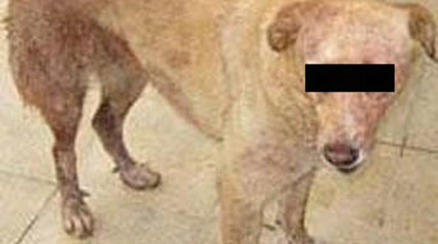 K&ouml;peğe tecav&uuml;z ettiler