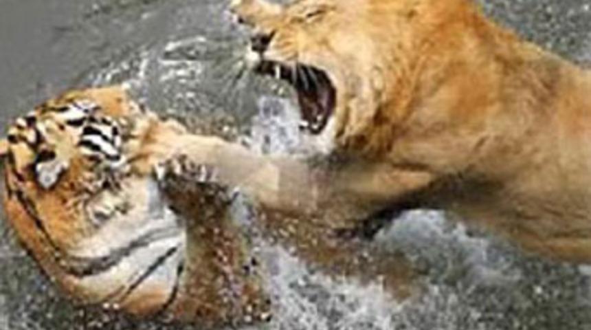 Mafyanın kaplanı aslanı parçaladı