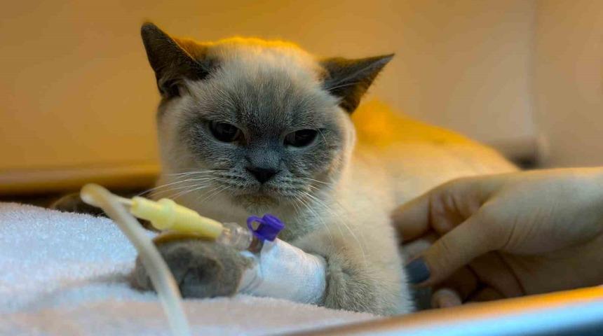 Diyarbakır Hayvan Hastanesi’nde ’soğuk algınlığı’ yoğunluğu