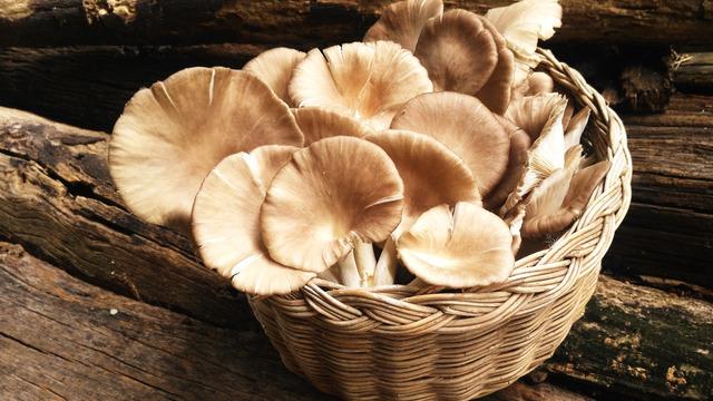 İstiridye mantarı tarifi: İstiridye mantarı nasıl yapılır?