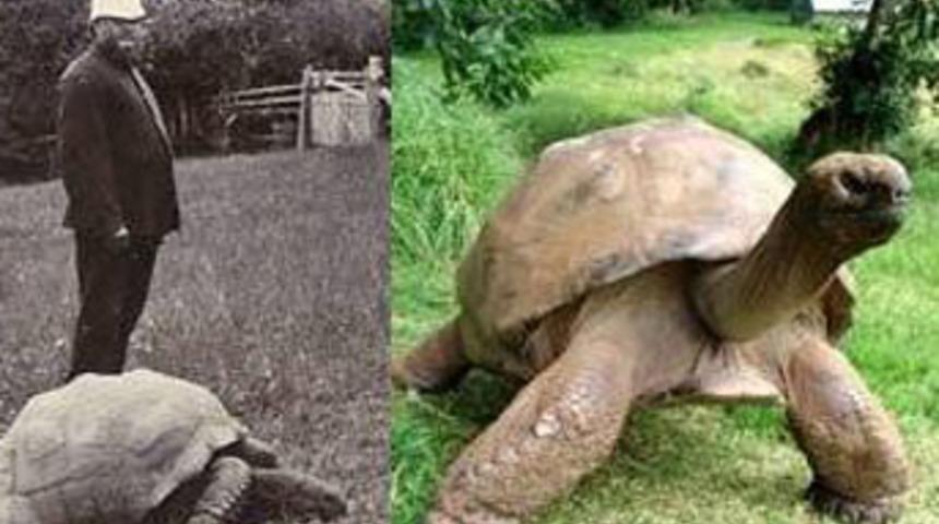 Kaplumbağa Jonathan 178 yaşında
