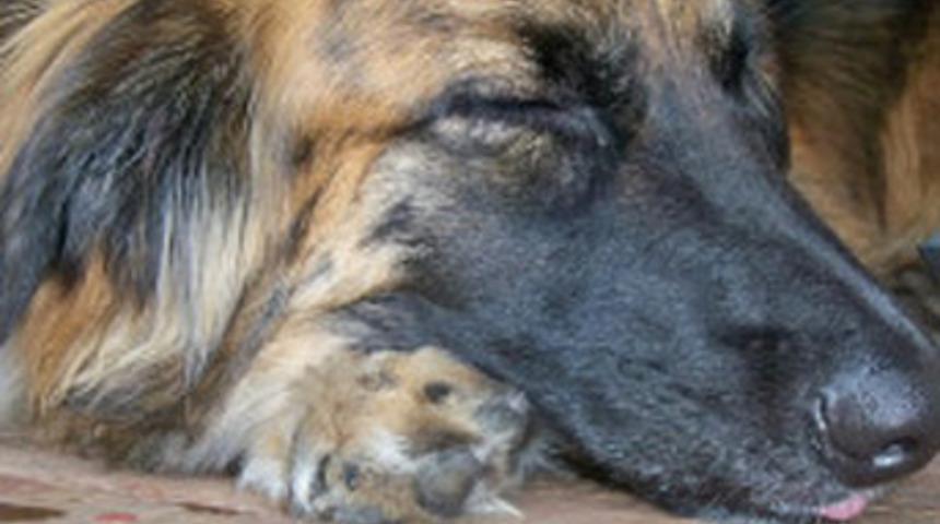 K&ouml;pekle sevişen kadın &ouml;ld&uuml;!