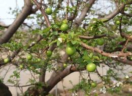 Kilosu 150 dolardan gönderilecek! Rusya ve Dubai'de alıcı buluyor... Fiyatı üreticisini sevindiriyor