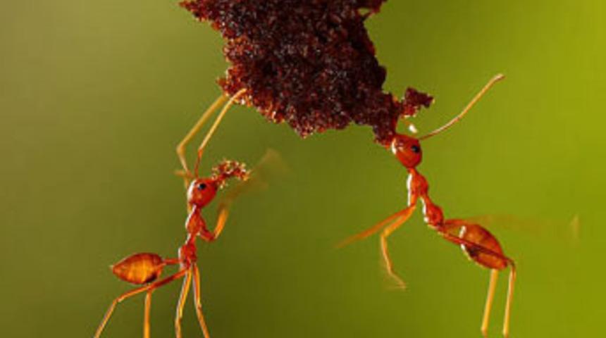 Ödüllü fotoğraflar