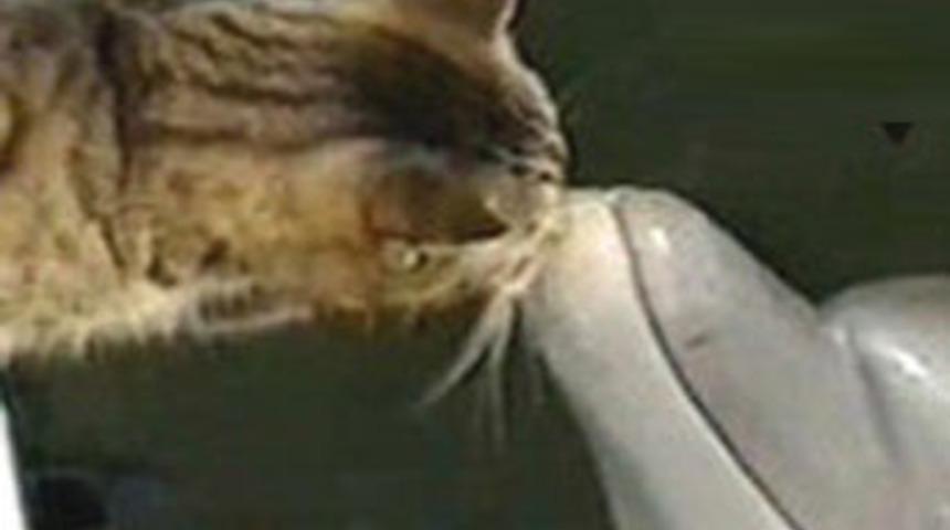 Kedi ile yunusun şaşırtan dostluğu