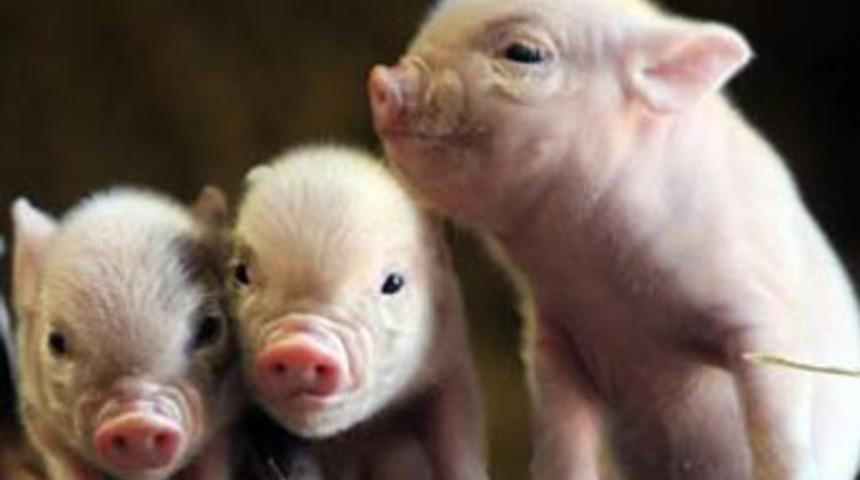 Domuzdan insana organ nakli