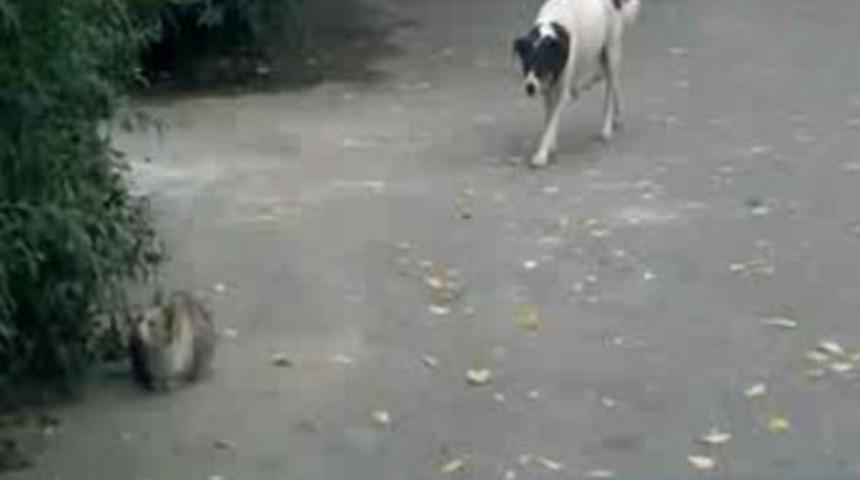 Kedinin yüreği ağzına geldi