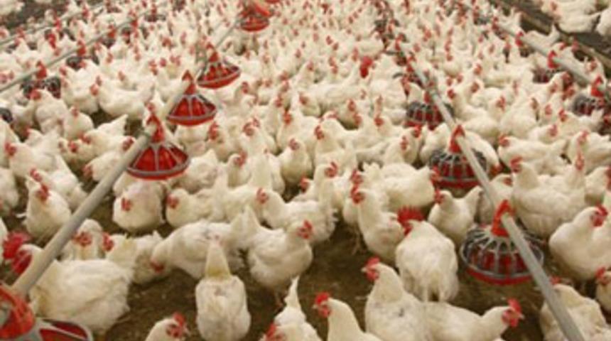 Yıllardır tavuk diye domuz yedirmişler