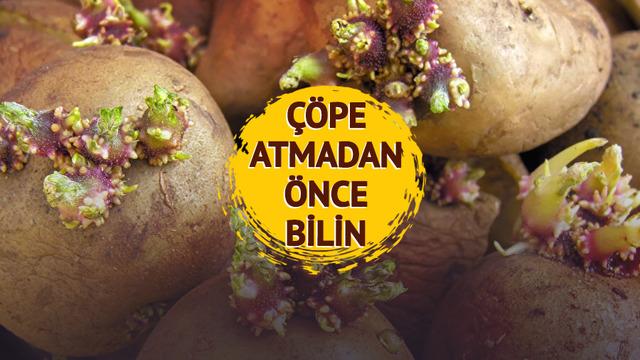 Yanlış biliniyormuş! Uzman isim yeşil ve filizlenmiş patateslere karşı uyardı