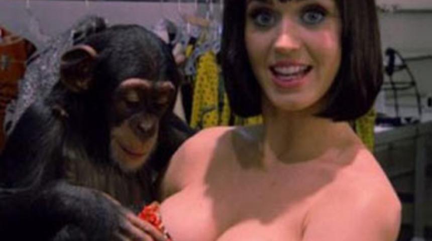 Maymunun sıcak yuvası