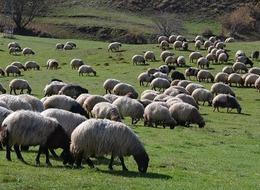 Hayvancılıkta 5 yıllık yol haritası yarın açıklanacak