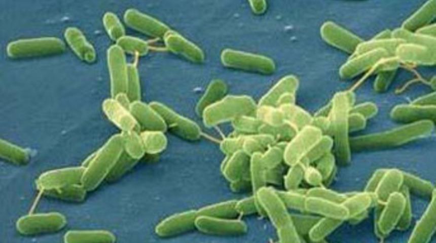 'G&uuml;&ccedil;s&uuml;z' olan hayatta kalır'