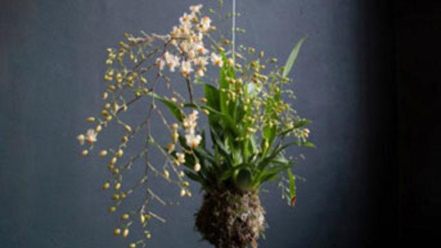 Tavandan sarkan bitkiler