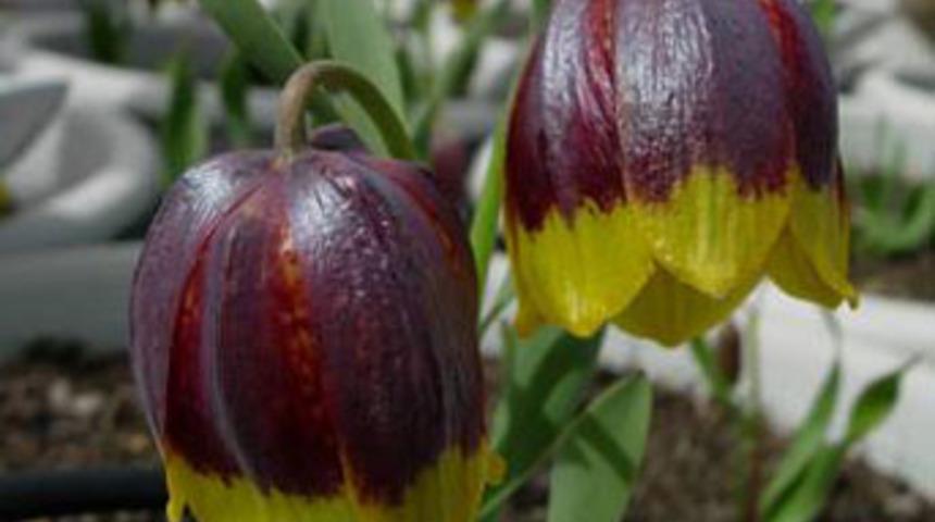 Son laleyi ka&ccedil;ıramadılar