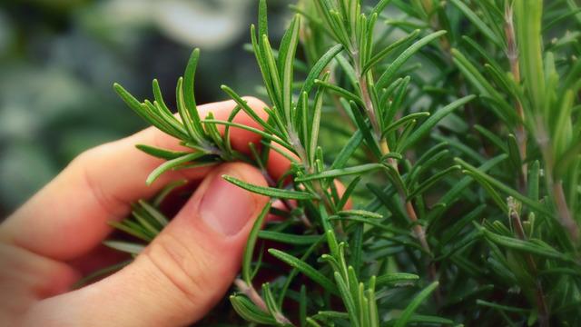 Biberiyenin faydaları nelerdir? Biberiye neye iyi gelir?