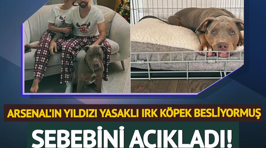 Gerçek ortaya çıktı: Arsenal'ın yıldızı evinde yasaklı ırk XL Bully köpek besliyormuş! Sebebini açıkladı
