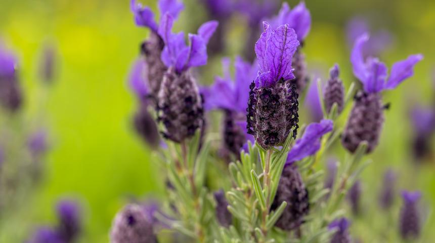 Karabaş otunun faydaları nelerdir? Karabaş otu hangi hastalığa iyi gelir, kimler kullanamaz?