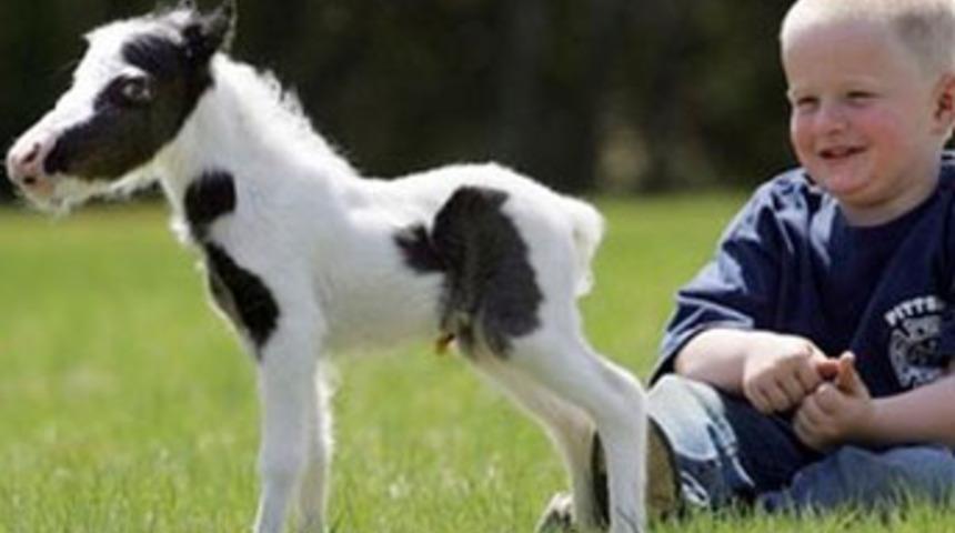 İşte dünyanın en küçük atı