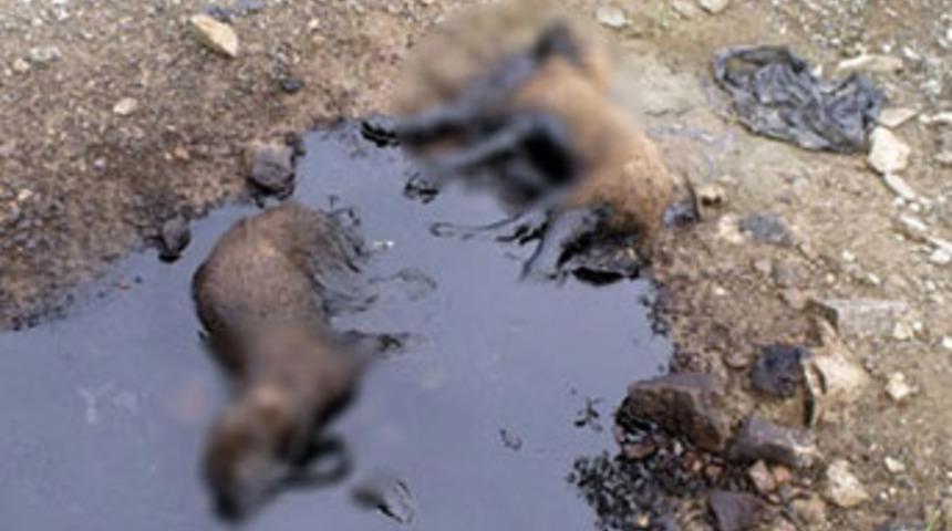 Yavru k&ouml;peklere &ouml;l&uuml;m tuzağı