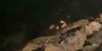 Mudanya sahilinde su samurları görüldü