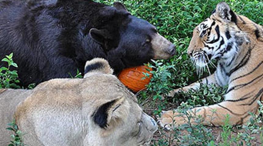 Hayrete düşüren arkadaşlık