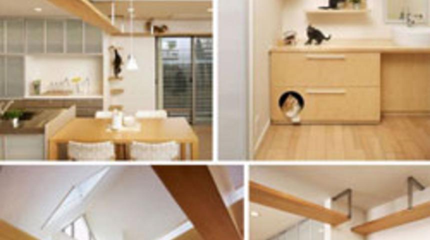 Kedi Olmak Varmışşş