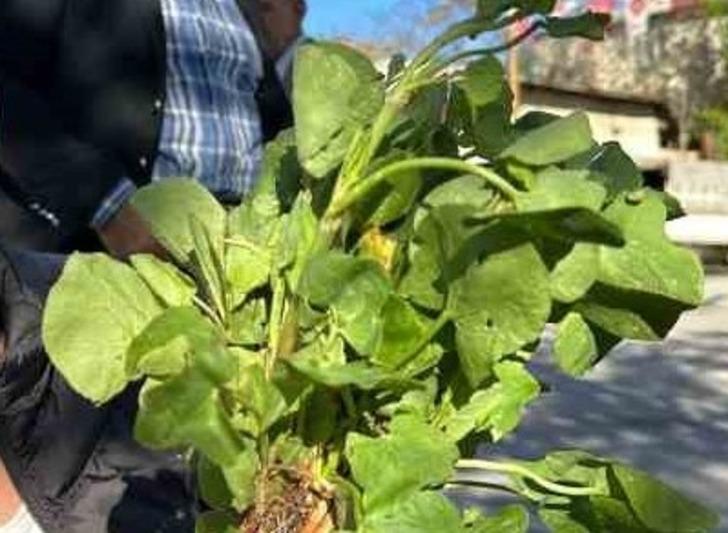 İbn-i Sina'nın reçeteleri arasında saklıymış! Kalorisi yok denecek kadar az... Kilo vermeyi hızlandırıyor, beyni çalıştırıyor G1