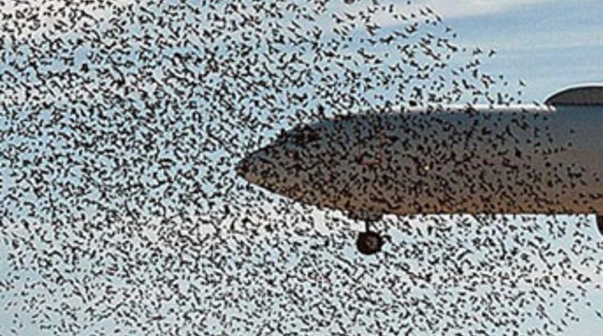 U&ccedil;ak kuş s&uuml;r&uuml;s&uuml;ne &ccedil;arptı