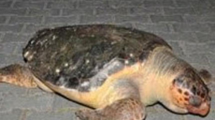 Zehirli Caretta Caretta korkusu