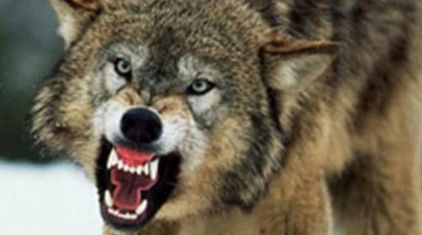 Yaşlı kadınlara kurt saldırdı: 1 &ouml;l&uuml;