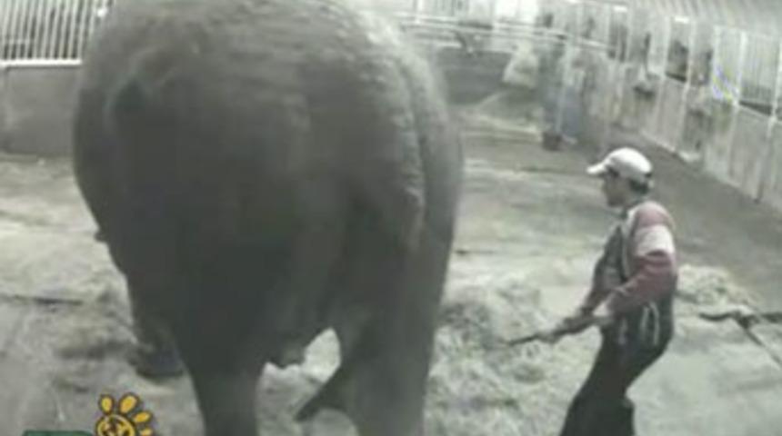 Yaşlı file işkence yaptılar