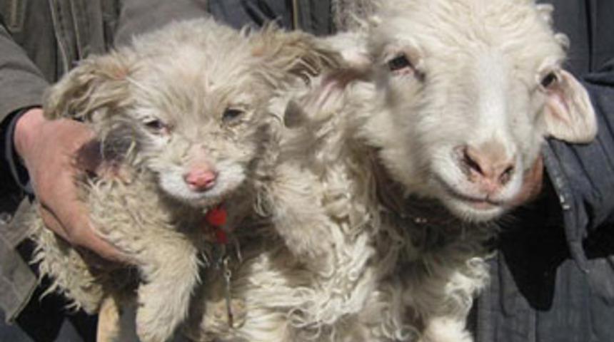 Koyun, köpek doğurdu!