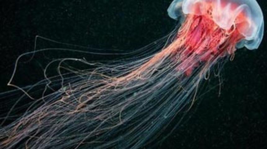 D&uuml;nyalı yaratıklar!