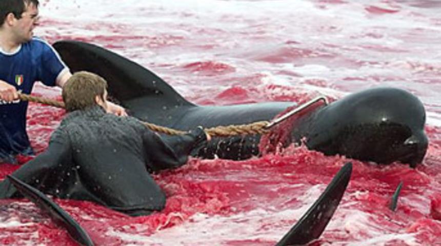 Bir g&uuml;nde 220 balinayı doğradılar