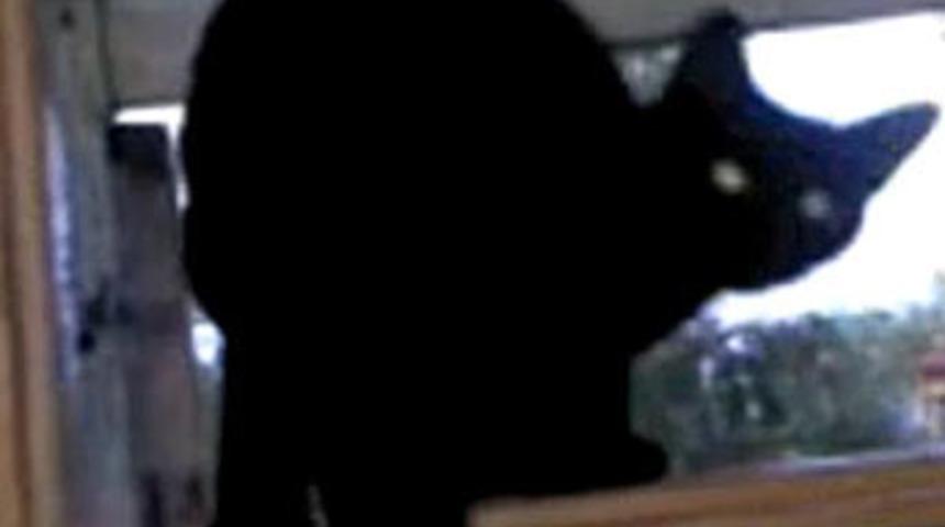 Köpek takliti yapan kedi