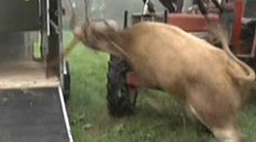 Eyaletin g&uuml;ndemini Yvonne belirledi